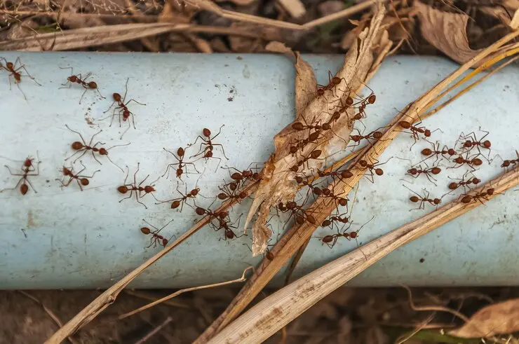 Termite Prevention